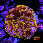 Favia mayansun 1