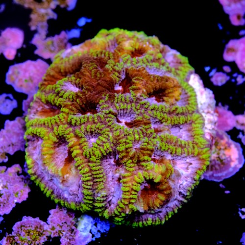 Favia mayansun 2