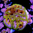 Favia mayansun 2