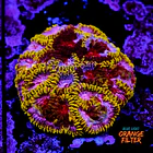 Favia mayansun 1