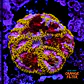 Favia mayansun - Thumbnail 1