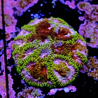 Favia mayansun 2