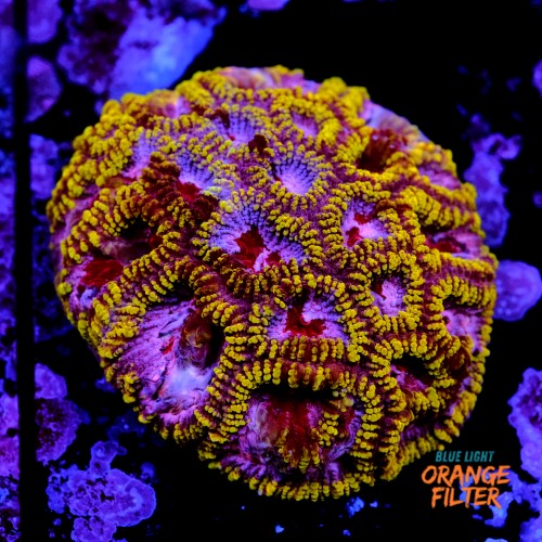 Favia mayansun 1