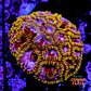 Favia mayansun - Thumbnail 1