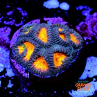 Favia pot of gold 1