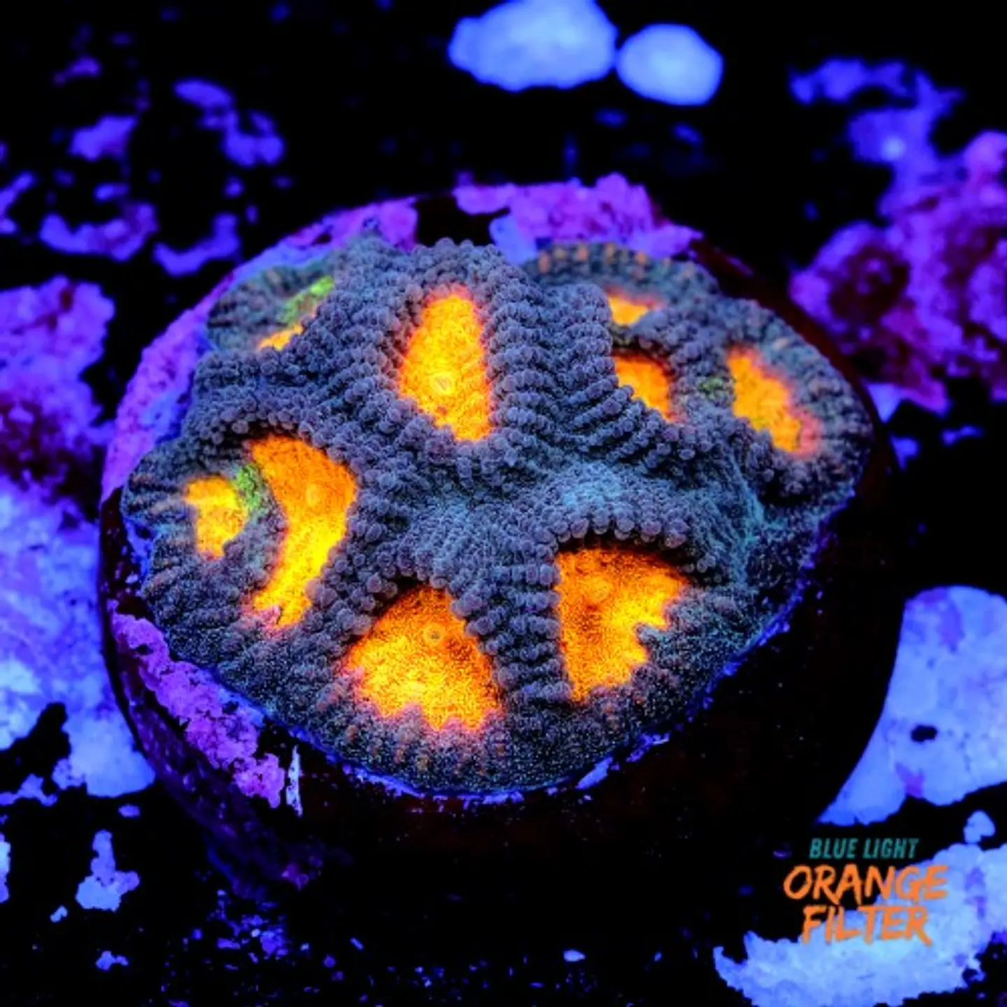 Favia pot of gold 1