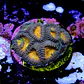 Favia pot of gold - Thumbnail 2