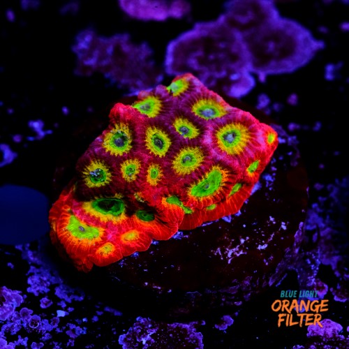 Favia lemon lime  1