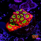 Favia lemon lime  1