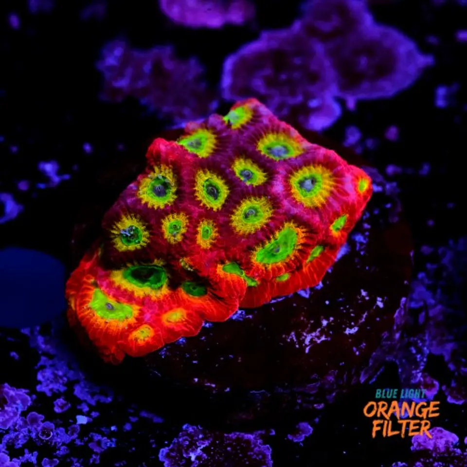 Favia lemon lime  1