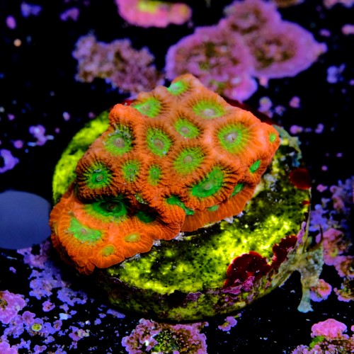 Favia lemon lime  2