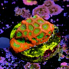 Favia lemon lime  2