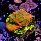 Favia lemon lime  - Thumbnail 2