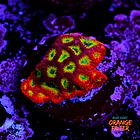 Favia lemon lime  1