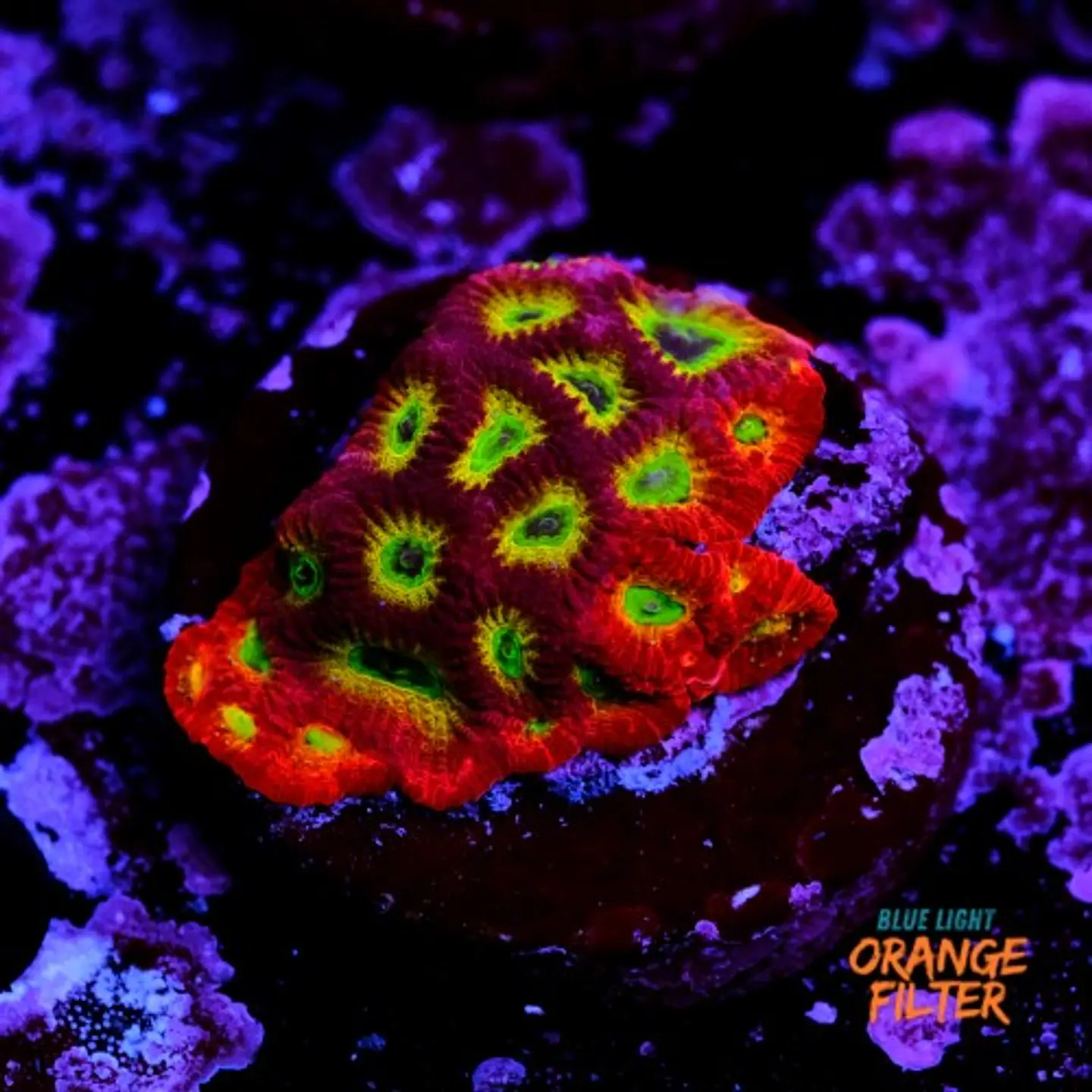Favia lemon lime  1
