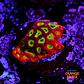 Favia lemon lime  - Thumbnail 1