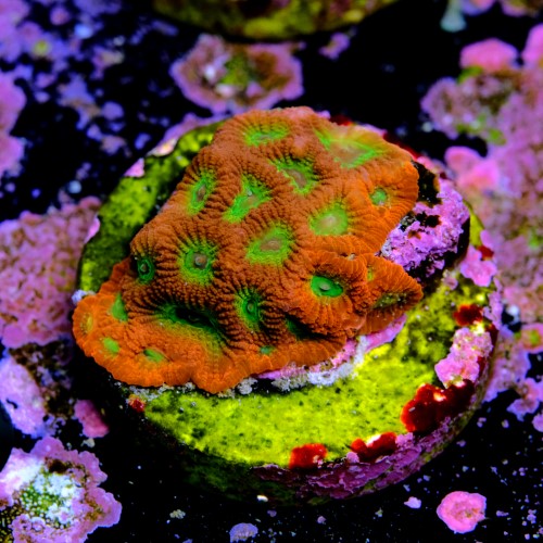 Favia lemon lime  2