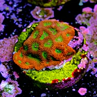 Favia lemon lime  2