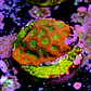 Favia lemon lime  - Thumbnail 2