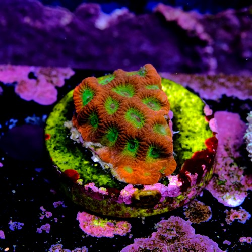 Favia lemon lime  2