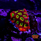 Favia lemon lime  1