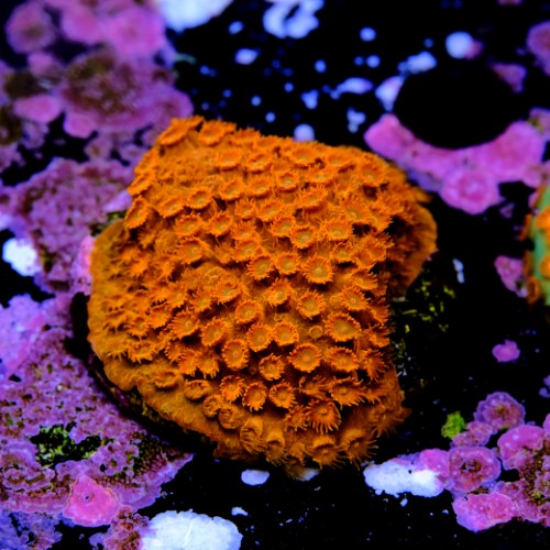 Cyphastrea Hi-C 2