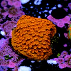 Cyphastrea Hi-C 2