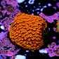 Cyphastrea Hi-C - Thumbnail 2