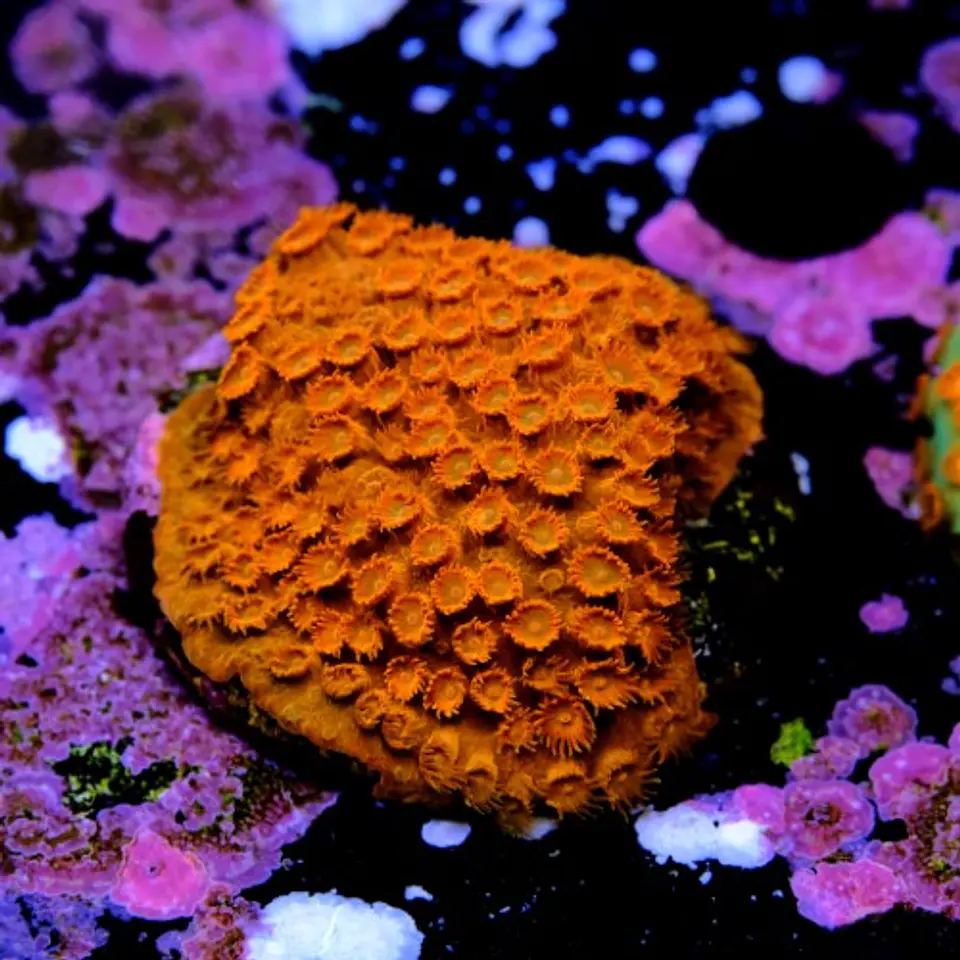 Cyphastrea Hi-C 2