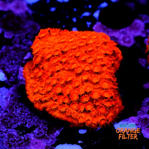 Cyphastrea Hi-C 1