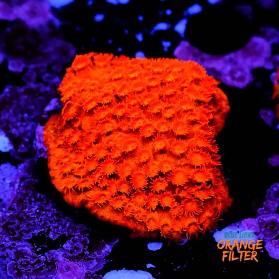 Cyphastrea Hi-C 1