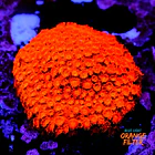 Cyphastrea Hi-C 1