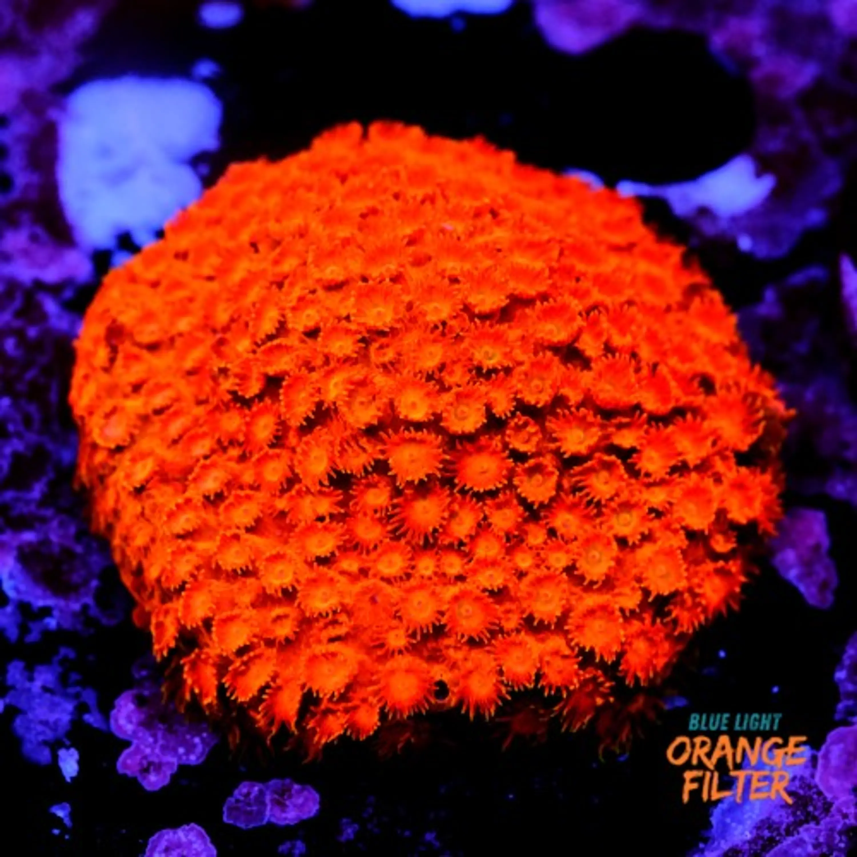 Cyphastrea Hi-C