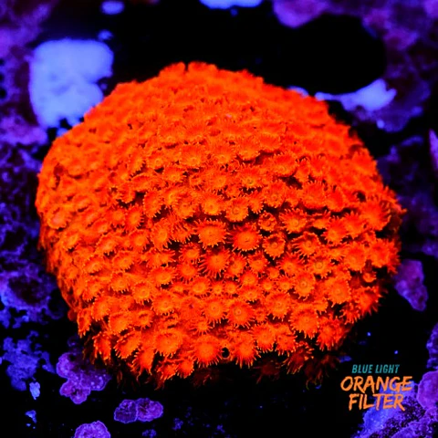 Cyphastrea Hi-C