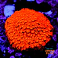 Cyphastrea Hi-C - Thumbnail 1