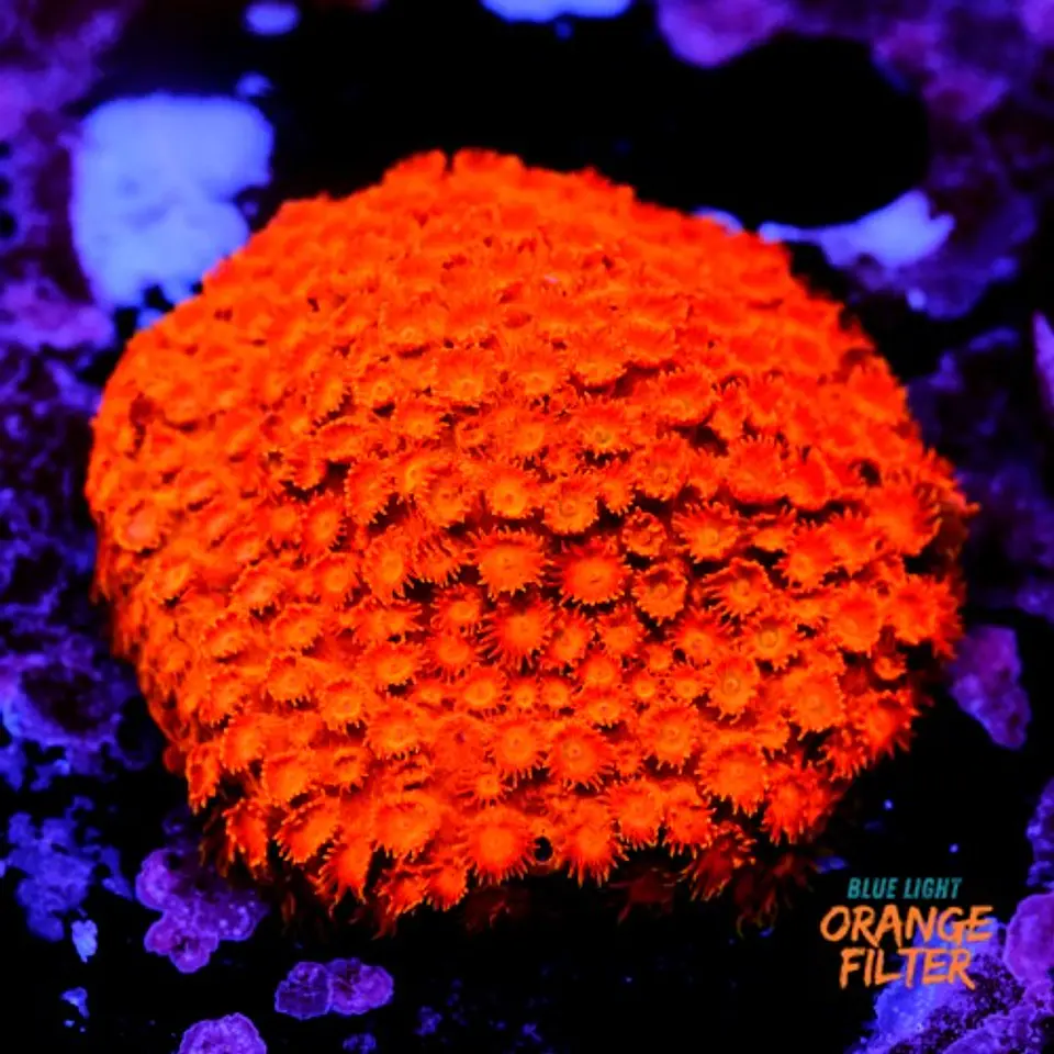 Cyphastrea Hi-C 1