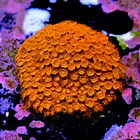 Cyphastrea Hi-C 2