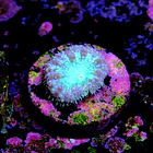 Blastomussa wellsi 
