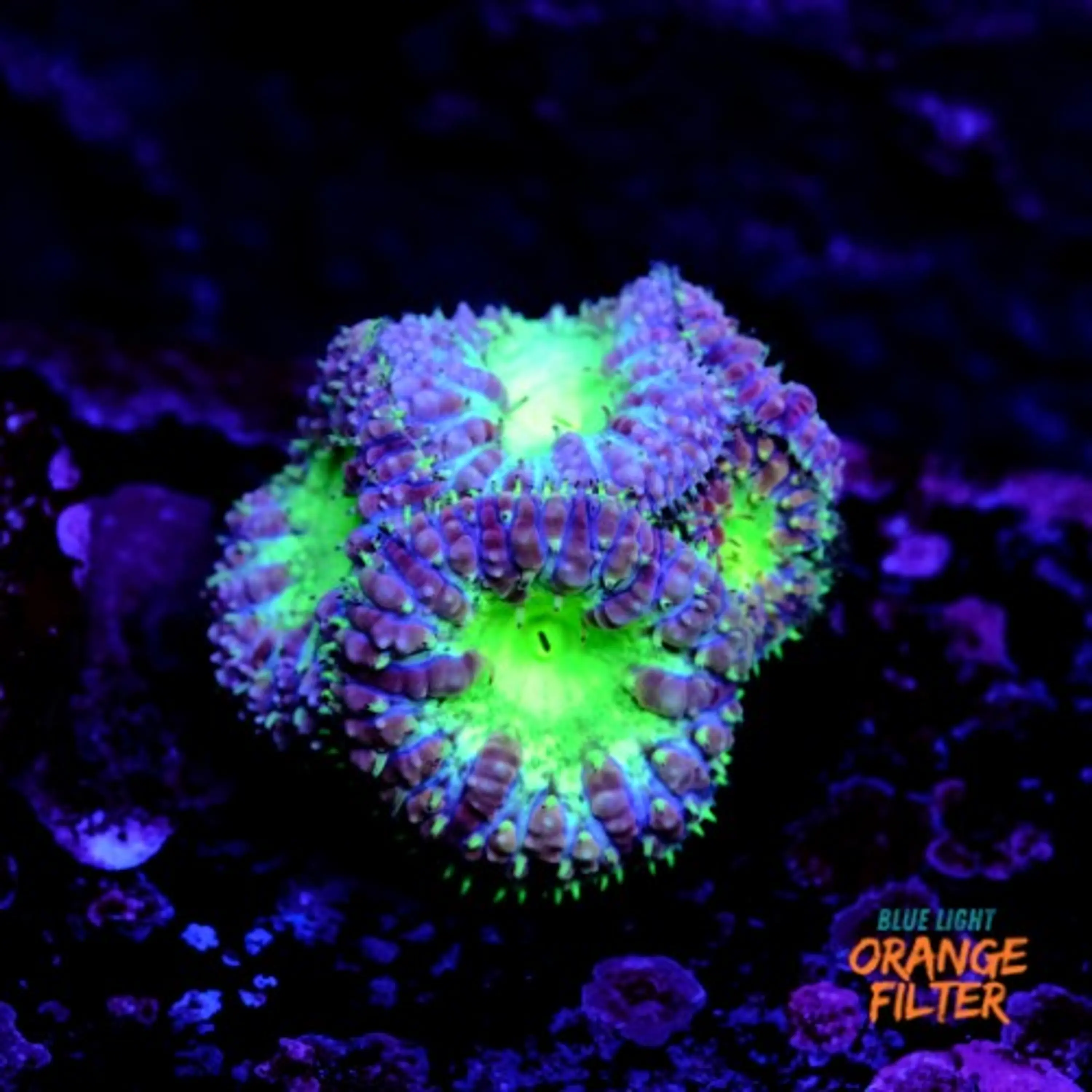 Blastomussa wellsi "Blueberry pie"