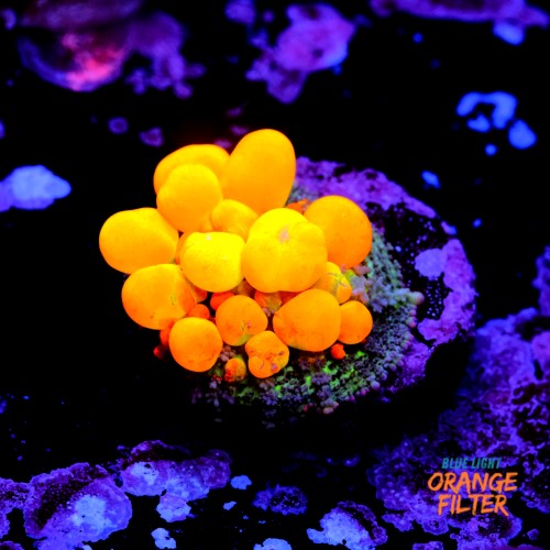 OG Bounce mushroom 1