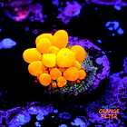 OG Bounce mushroom 1