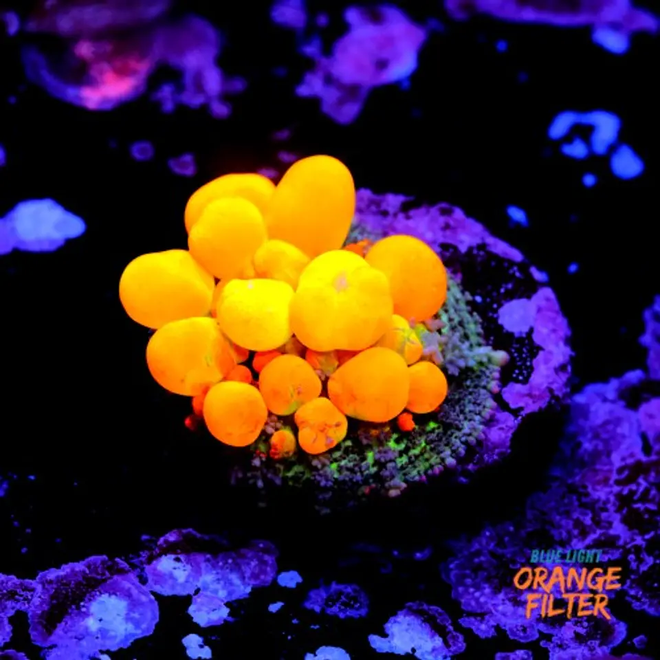 OG Bounce mushroom 1
