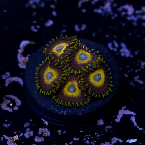 Zoanthus scrambled eggs 2