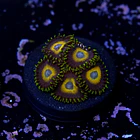 Zoanthus scrambled eggs 2