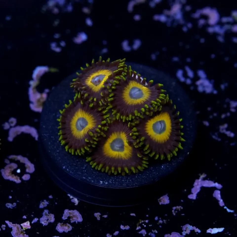 Zoanthus scrambled eggs 2