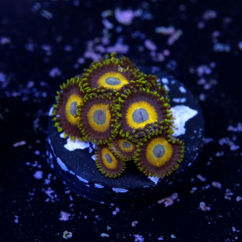Zoanthus scrambled eggs 2