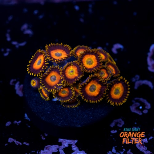 Zoanthus scrambled eggs 1