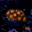 Zoanthus scrambled eggs 1