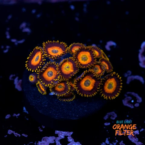 Zoanthus scrambled eggs