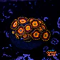 Zoanthus scrambled eggs - Thumbnail 1